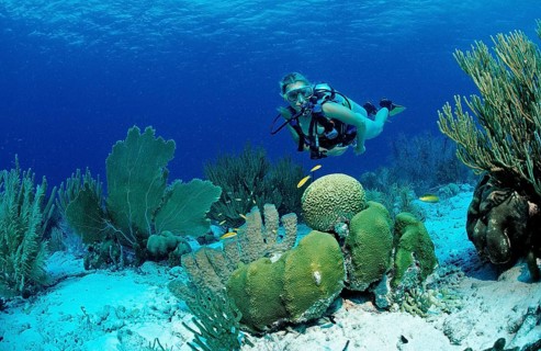 Diver and coral reef, Netherlands Antilles, Bonaire, Caribbean, Caribbean Sea