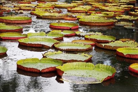 Sir Seewoosagur Ramgoolam Botanical Garden, Mauritius, Indian Ocean, Mauritius, Africa