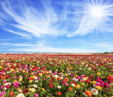 The picturesque field of flowering colorful buttercups. Bright sun warms wonderful flowers. Concept