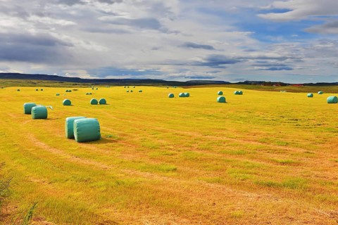 Mown grass folded into a neat stack and packed in special bags of plastic. Rural field after