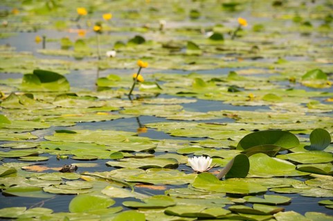 Lake with water lilies and yellow Brandy-bottles in France