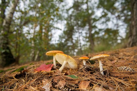 Group of Fly agarics in the autumn forest