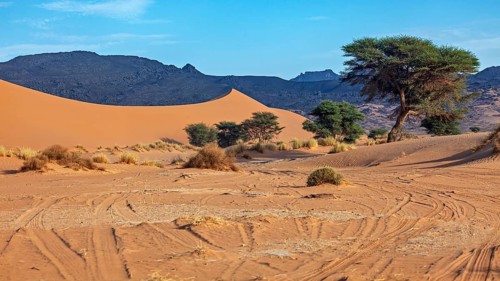 Sand dunes and trees under a clear sky with tyre tracks in the sand, The landscape of the Sahara in