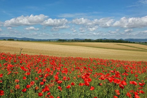 Poppy field in the Southern Palatinate