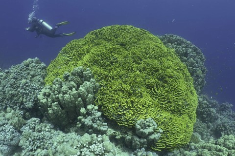 Yellow lettuce coral (Turbinaria reniformis)