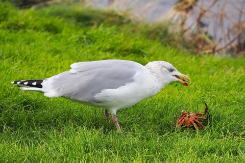 Seagull (Larinae) eating a crab, Brouwersdam, province of South Holland, Netherlands