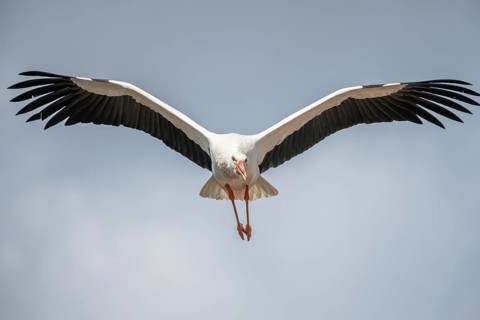 White stork (ciconia ciconia) in flight in a village in late winter