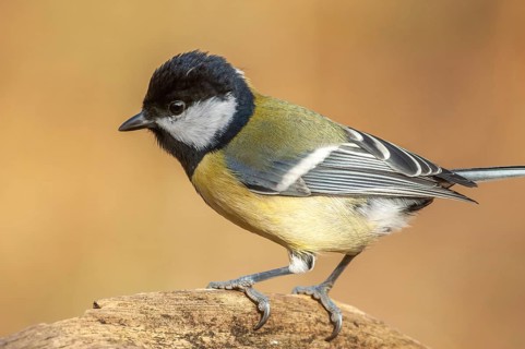 Great tit on a branch in the forest during winter. France
