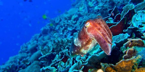 Cuttlefish, Sepia sp., Bunaken National Marine Park, Bunaken, North Sulawesi, Indonesia, Asia