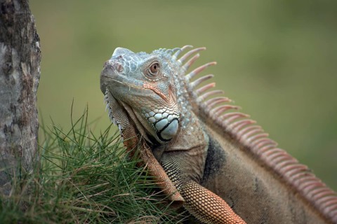 Big red iguana walking on the grass