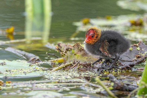 Eurasian Coot (Fulica atra) chicks waiting for food. Bas Rhin, Alsace, France, Europe