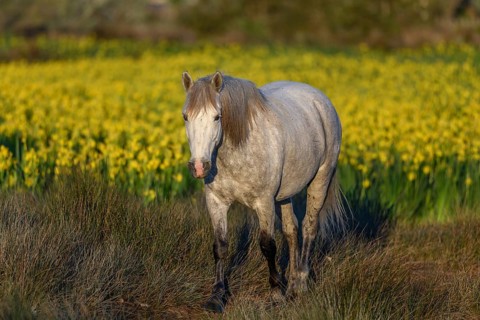 Camargue horse in a marsh filled with yellow irises. Saintes Maries de la Mer, Camargue, Arles,