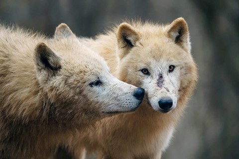 Arctic wolf (Canis lupus arctos), also known as the white wolf or polar wolf