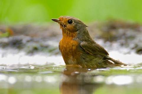 Robin taking a bath. European Robin taking a bath