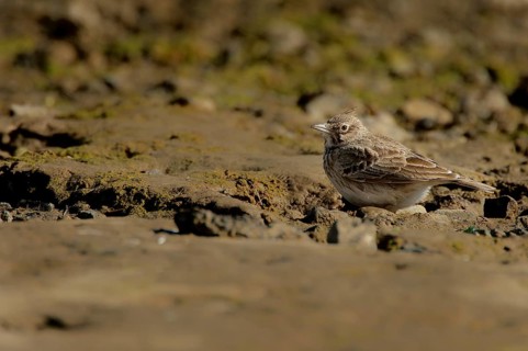 Crested lark camouflaging itself on the beach of Gruissan France