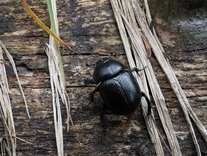 Dung beetle, Styria, Austria, Europe