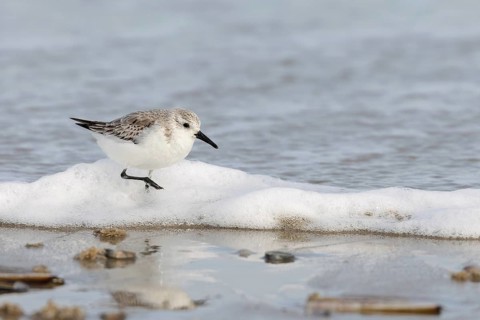 Sanderling (Calidris alba) on the beach of Juist, East Frisian Islands, Germany, Europe
