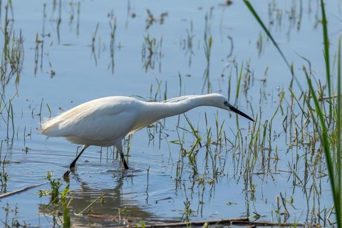 Little Egret Hunting (Egretta garzetta) White Little Egret