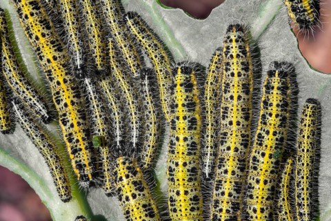 A lot of caterpillars close-up macro. Caterpillars eat the leaves of a cabbage