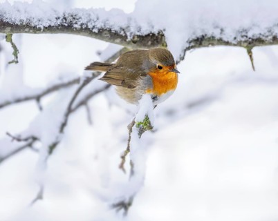 Closeup of a robin bird sitting on a snow covered bush