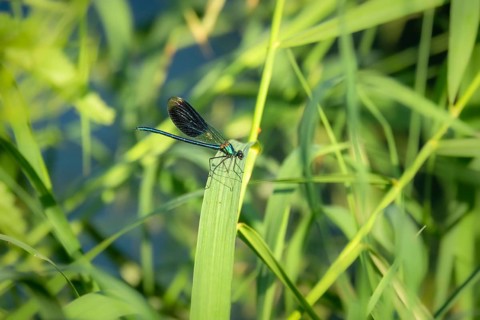 An image of a beautiful dragonfly insect