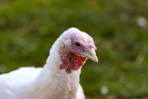 Turkeys from a free-range farm in Hesse