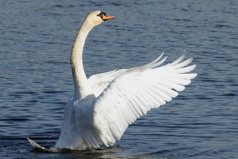 Mute swan with open wings standing in water looking right