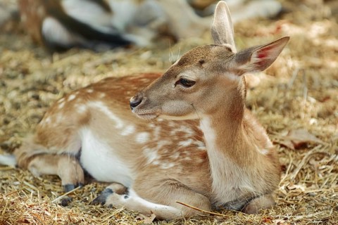 Young Spotted Deer Lies on the Ground Varna, Bulgaria, Europe