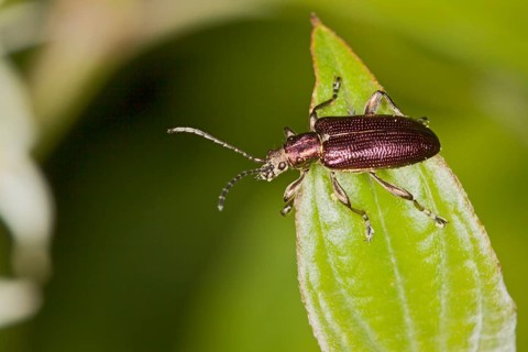 Donacia obscura, leaf beetle