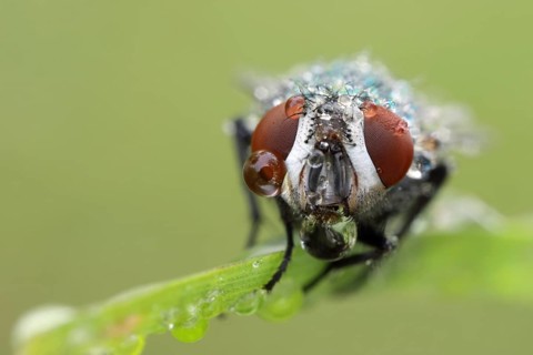 Fly, Brachycera, portrait, Dew