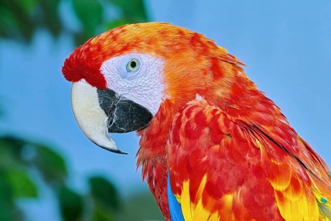 Portrait of the Macaw Parrot over the Yellow Background Varna, Bulgaria, Europe