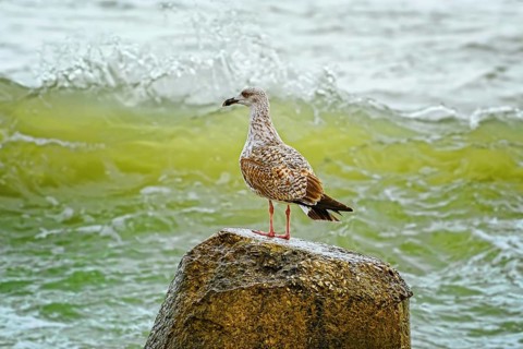 Nestling of european herring gull on stone Varna, Bulgaria, Europe