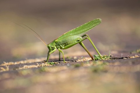 A large grasshopper laying eggs