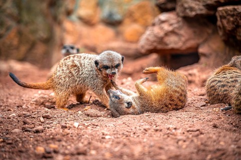 Two meerkat (Suricata suricatta) interacting on sandy ground, one lying on its back, Eisenberg,
