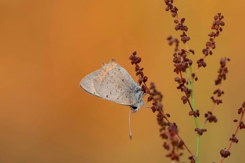 Small copper (Lycaena phlaeas)