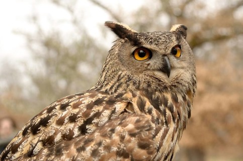 Portrait of a great horned Owl Bubo viriginianus