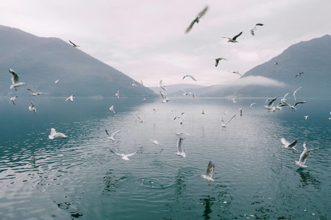 Flock of seagulls circling above the water.