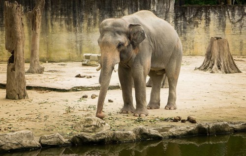 Elephant Borneo, Malaysia, Asia