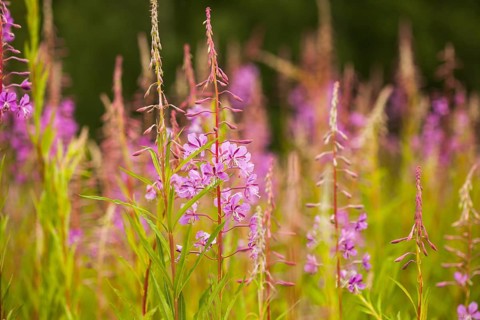Sally-bloom at the forest edge close up. Lat. Chamerion angustifolium