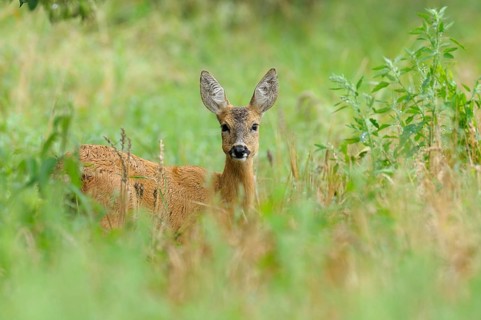 Roe deer in summer, Capreolus capreolus, Germany, Germany, Europe