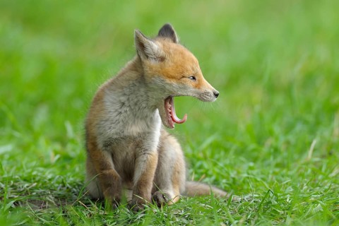 Fox cub, Vulpes vulpes, Germany, Europe