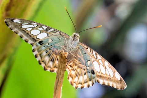 Tropical butterfly (Parthenos sylvia)