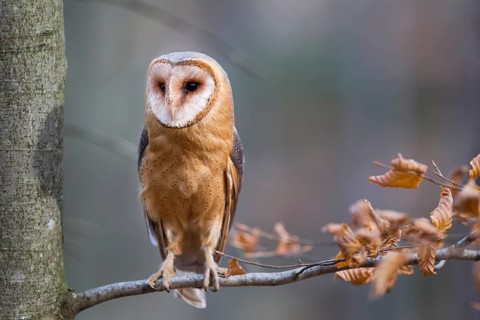 Barn owl, Tyto alba, barn owl