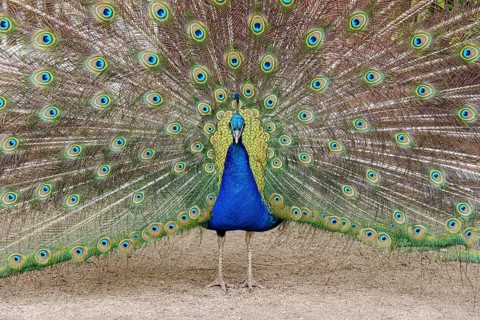 Peacock, male, Pavo Scalloped ribbonfish, mating, Oranienbaum, Wörlitz, Saxony-Anhalt, Germany,