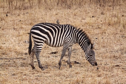 Zebra feeding in steppe with bird on back