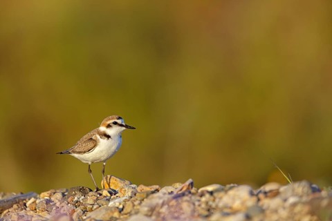 Animals, birds, plover, Kentish plover, (Charadrius alexandrinus), biotope, habitat, foraging,