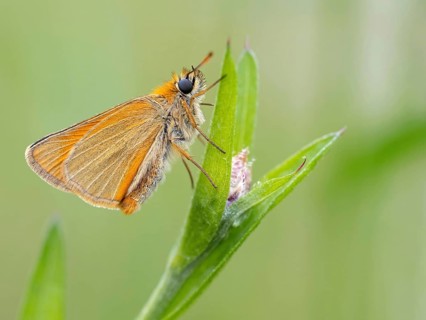 Small Skipper, Ochre Yellow Small Skipper, (Thymelicus sylvestris), butterfly, moth, insect, macro,