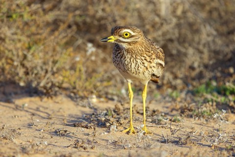Curlew, Animals, Birds, (Burhinus oedicnemus), Biotope, Habitat, Foraging, Curlew family, Canary