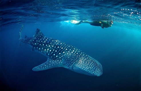 Whale shark and snorkeller, Rhincodon thypus, Palau, Micronesia, Indian Ocean, Oceania