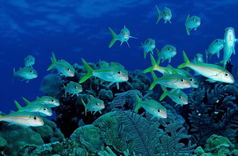 Yellow Mullet, Mulliodichthys martinicus, British Virgin Islands, BVI, Caribbean Sea, Caribbean,